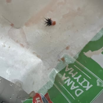 BİM Kıymasındaki Deri Ve Kıllar İftar Hazırlığını Mahvetti