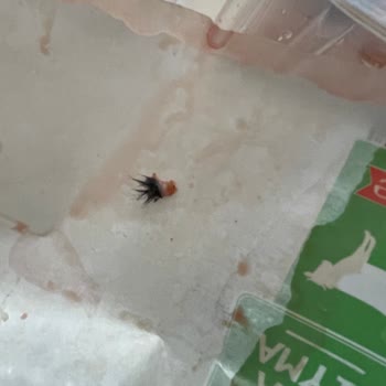 BİM Kıymasındaki Deri Ve Kıllar İftar Hazırlığını Mahvetti