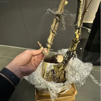 Açıklamaya Uymayan Fidan Ürünü Ve Satıcı İletişimsizliği Nedeniyle Tam Geri Ödeme Talebi