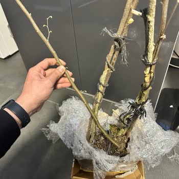 Açıklamaya Uymayan Fidan Ürünü Ve Satıcı İletişimsizliği Nedeniyle Tam Geri Ödeme Talebi