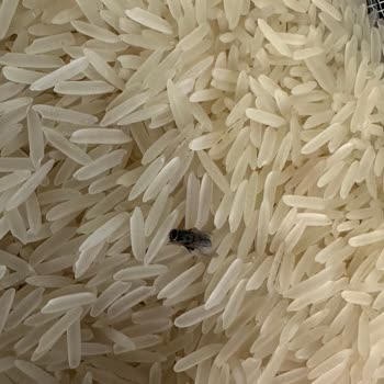 Pirinçte Ölü Sinek Ve Kalitesiz Ambalaj: Gıda Güvenliği Sorunu