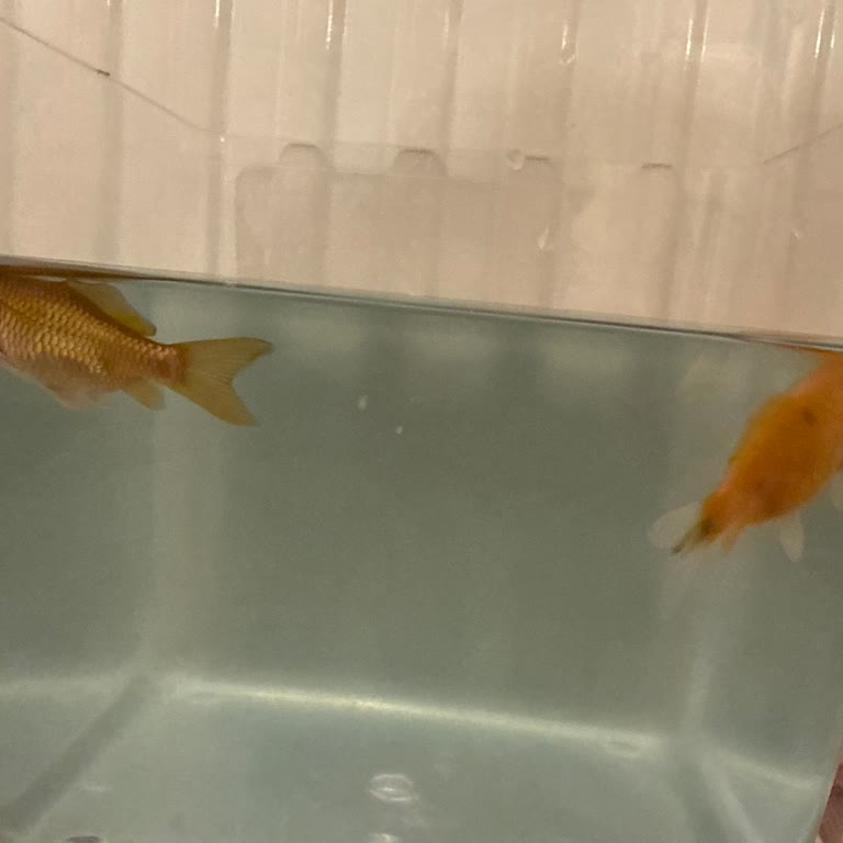 Amazon Pet Center’da Ölü Balıklar Ve Çocuğa Yönelik Kaba Davranış