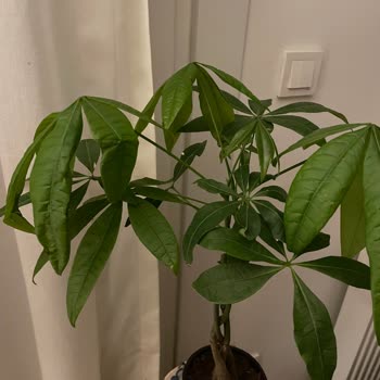 Eksik Ve Hasarlı Sipariş: Antrasit Saksı Gönderilmedi, Bitki Üst Yaprakları Bozuldu