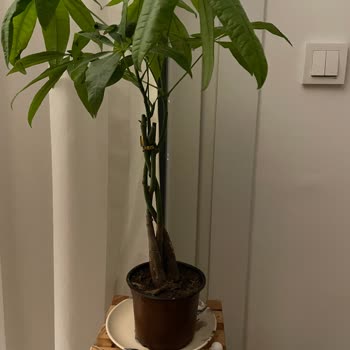 Eksik Ve Hasarlı Sipariş: Antrasit Saksı Gönderilmedi, Bitki Üst Yaprakları Bozuldu