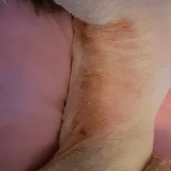 Kedimin Deri Yara Haline Gelen Tıraşı Ve 1500 TL Ücretli Mağduriyeti