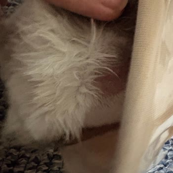 Kedimin Deri Yara Haline Gelen Tıraşı Ve 1500 TL Ücretli Mağduriyeti