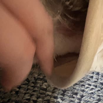 Kedimin Deri Yara Haline Gelen Tıraşı Ve 1500 TL Ücretli Mağduriyeti