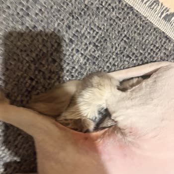 Kedimin Deri Yara Haline Gelen Tıraşı Ve 1500 TL Ücretli Mağduriyeti