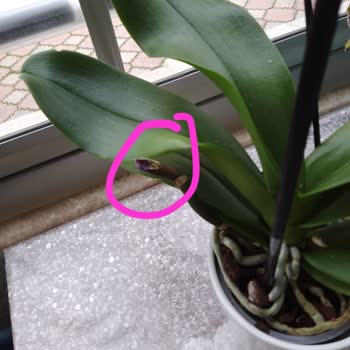 Kırık Orkide Dali Ve Cevapsız Müşteri Hizmeti