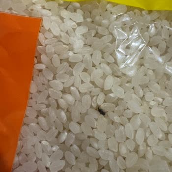 BİM'den Aldığım Pirinçte Böcek