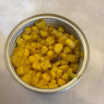 Tukaş Mısır Konservesinde Böcek Keşfi Ve Şikayetimize Cevap Bekleniyor