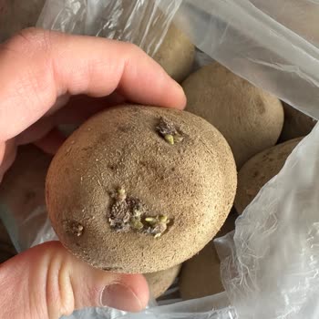 A101 Eve Siparişte Sürekli Son Kullanma Tarihli Ve Bozulmuş Ürün Gönderimi