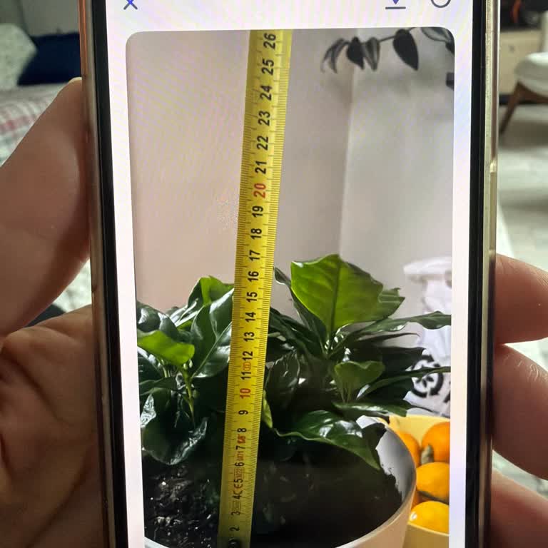 Sipariş Edilen Çiçek Ve Gelen Çiçek Arasındaki Görsel Farklılık Ve İade Reddi