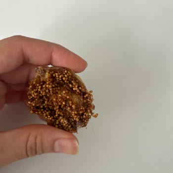 Kuru İncir Ürünün İçinde Kurumuş Böcek Tespiti