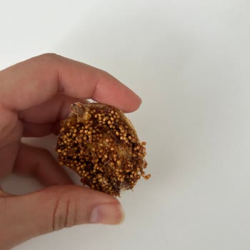 Kuru İncir Ürünün İçinde Kurumuş Böcek Tespiti