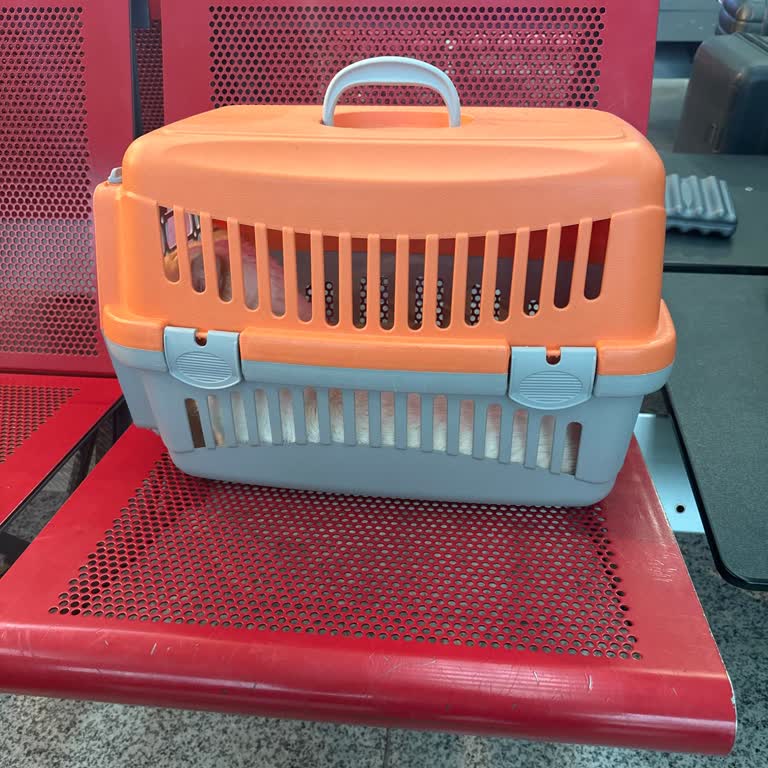 Kedim İçin Uçuş İptali: Personel İhmali Ve 5 Bin TL'lik Maddi Kayıp