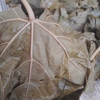 Yurtalan Yaprak Yaprakların Son Derece Kalitesiz Olması