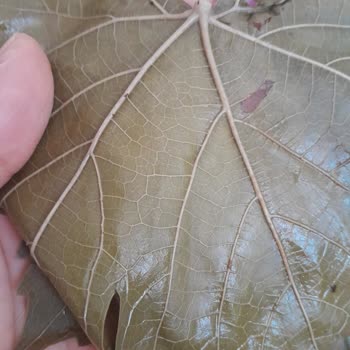 Yurtalan Yaprak Yaprakların Son Derece Kalitesiz Olması