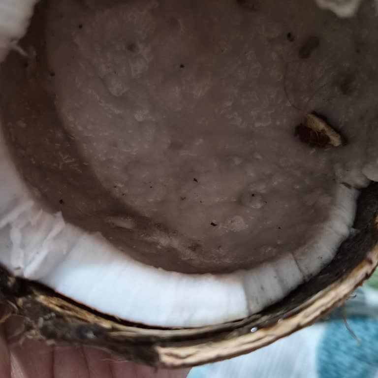 Küflü Hindistan Cevizi: Gıda Güvenliği Sorunu