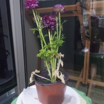 Kadınlar Günü Hediyesinde Yanlış Çiçek Gönderimi Ve İlgisiz Müşteri Desteği