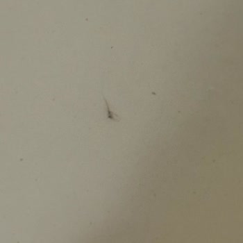 Kurum Çalışanlarının İlgisizliği Ve Jacuzzi Temizliği Sorunu