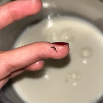 Dost Yağlı Süt’te Görülen Siyah Böcek Parçacıkları Gıda Güvenliğini Tehdit Ediyor