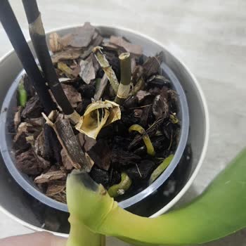 Çiçek Sepeti'nden Alınan Orkide Sağlıksız Ve Çürük Geldi, Değişim Talebi