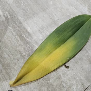 Çiçek Sepeti'nden Alınan Orkide Sağlıksız Ve Çürük Geldi, Değişim Talebi