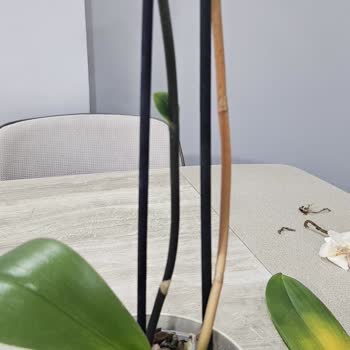 Çiçek Sepeti'nden Alınan Orkide Sağlıksız Ve Çürük Geldi, Değişim Talebi