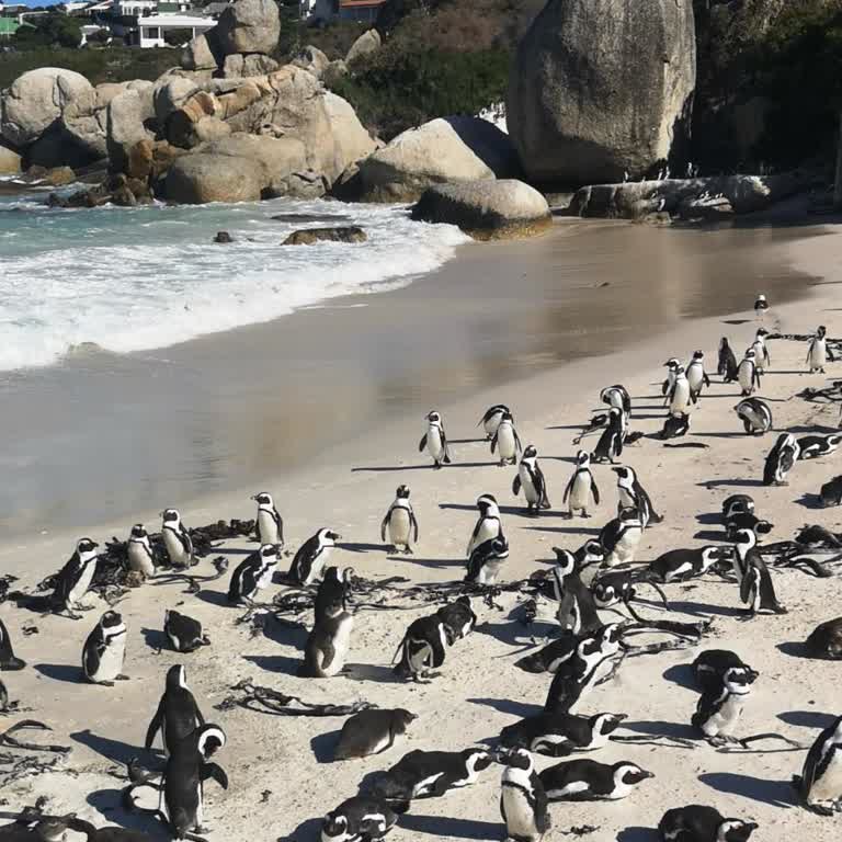 Göktürk Merkez Mahallesinde Turkcell Sinyal Ve Mobil İnternet Kesintileri