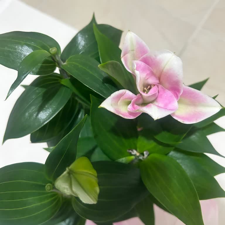 Sipariş Edilen Çiçek Görselle Uyuşmuyor Ve Hasarlı, Tam İade Talebi