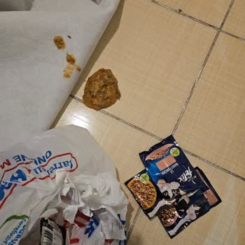 Felicia Yaş Kedi Maması Kedilerde Kusma Ve Sağlık Sorunu