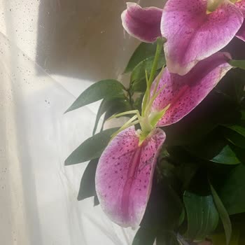 Reddedilen Çiçeğin Yağmurda Hasarlı Teslimatı