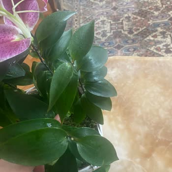 Reddedilen Çiçeğin Yağmurda Hasarlı Teslimatı