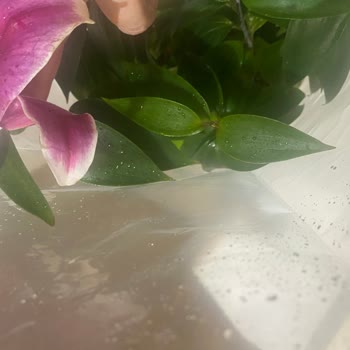 Reddedilen Çiçeğin Yağmurda Hasarlı Teslimatı