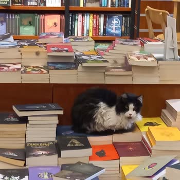 Penguen Tuzla Şubesinde Sokak Hayvanları Beslenmesi Hijyen Ve Müşteri Güvenliğini Tehdit Ediyor