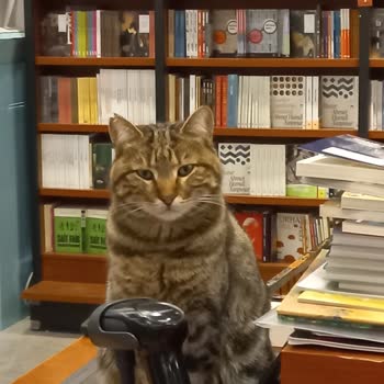 Penguen Tuzla Şubesinde Sokak Hayvanları Beslenmesi Hijyen Ve Müşteri Güvenliğini Tehdit Ediyor