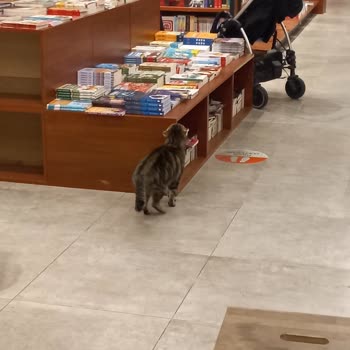 Penguen Tuzla Şubesinde Sokak Hayvanları Beslenmesi Hijyen Ve Müşteri Güvenliğini Tehdit Ediyor