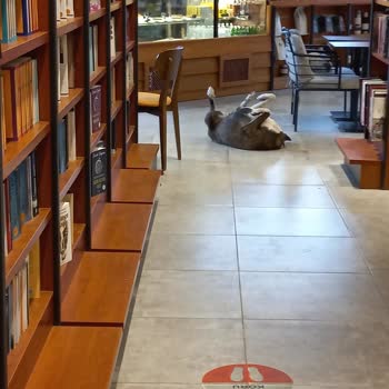 Penguen Tuzla Şubesinde Sokak Hayvanları Beslenmesi Hijyen Ve Müşteri Güvenliğini Tehdit Ediyor