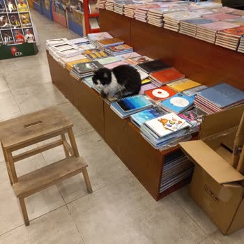 Penguen Tuzla Şubesinde Sokak Hayvanları Beslenmesi Hijyen Ve Müşteri Güvenliğini Tehdit Ediyor