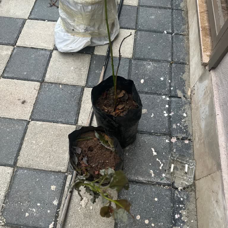 Instagram'da Eksik Ve Aşısız Fidan, Satıcı Engeli Ve 2500 TL Kayıp