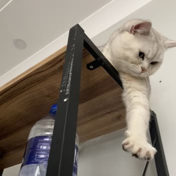 Çizmeli Kedi Veterinerlik İzinsiz Parazit Tedavisi Sonrası Kedinin Ölümü