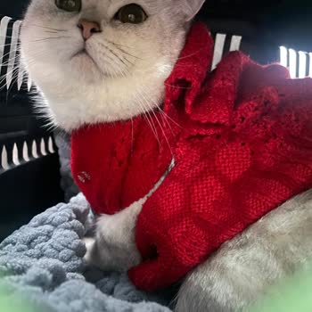 Çizmeli Kedi Veterinerlik İzinsiz Parazit Tedavisi Sonrası Kedinin Ölümü