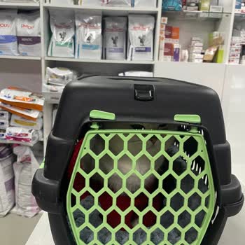 Çizmeli Kedi Veterinerlik İzinsiz Parazit Tedavisi Sonrası Kedinin Ölümü