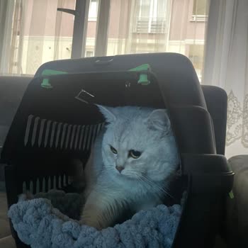 Çizmeli Kedi Veterinerlik İzinsiz Parazit Tedavisi Sonrası Kedinin Ölümü