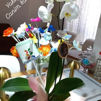 Sipariş Edilen Polimer Saksı Gelmedi Yanıltıcı Açıklama Ve İade Talebi