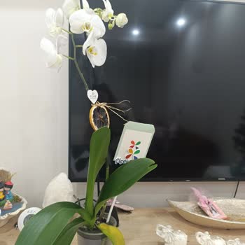 Sipariş Edilen Polimer Saksı Gelmedi Yanıltıcı Açıklama Ve İade Talebi