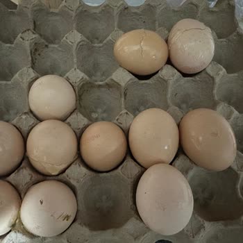 Kırık Yumurta Teslimatı Ve İade Talebine Cevap Verilmemesi