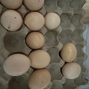 Kırık Yumurta Teslimatı Ve İade Talebine Cevap Verilmemesi