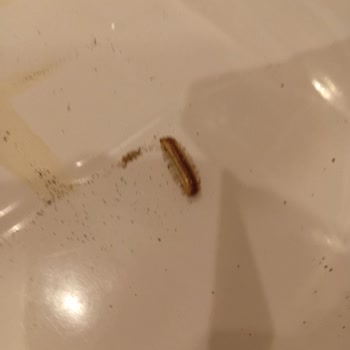 Barbarossa Hotel & Villas Odanın Hijyen ve Konfor Sorunu Giderilmedi